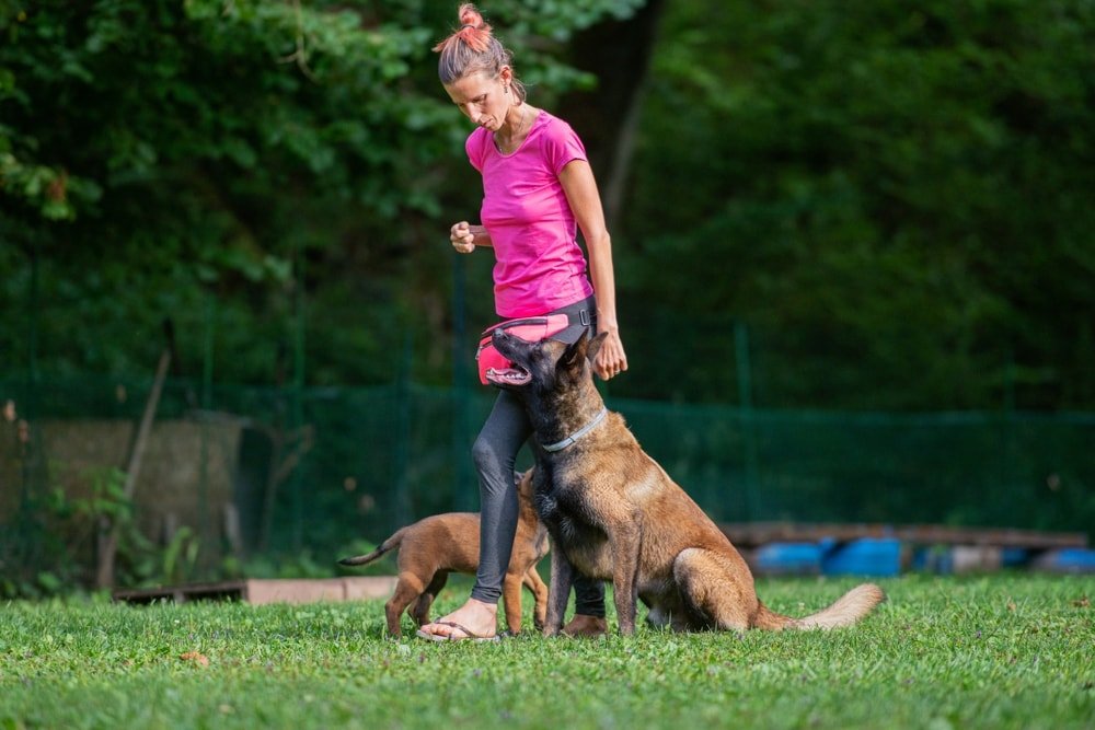 Key Points of Dog Statistics Pet Owners Should Know
