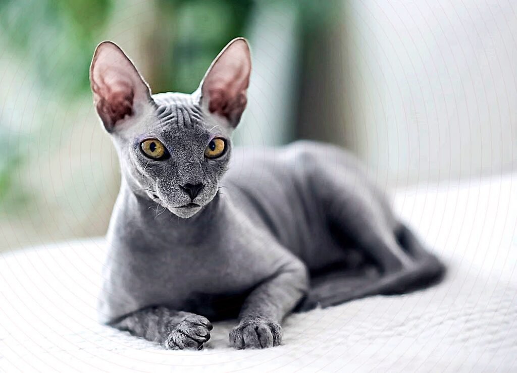 Maine Coon Kittens Stunning Split Coloring and Vampire Ears Capture Hearts