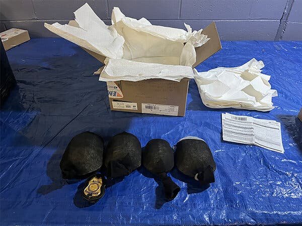 Man Who Tried to Export Turtles Hidden in Socks Pleads Guilty