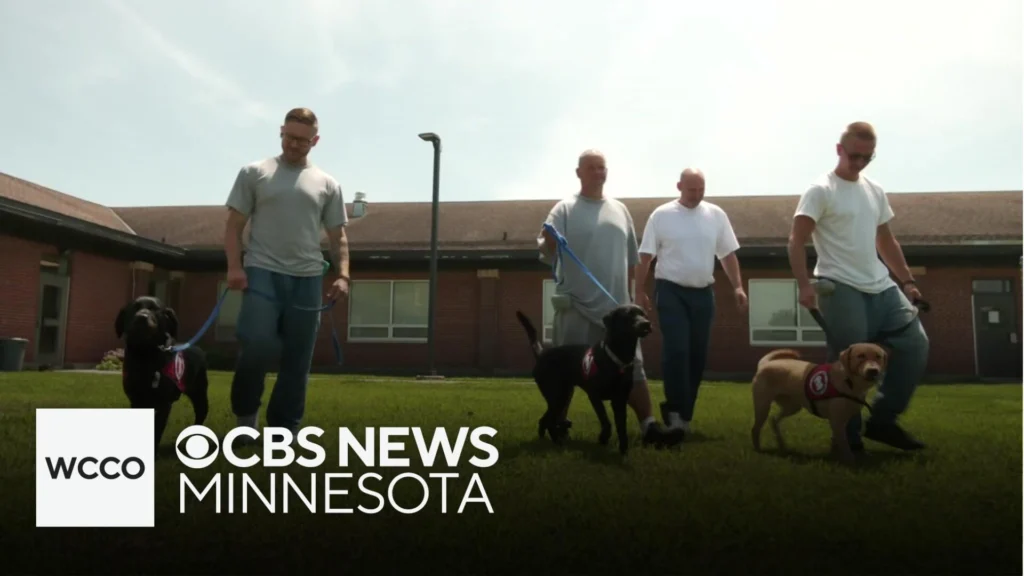 Minnesota Inmates Training Puppies to Become Assistance Dogs Minnesota Inmates Training Puppies to Become Assistance Dogs