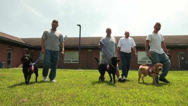 Minnesota Inmates Training Puppies to Become Assistance Dogs
