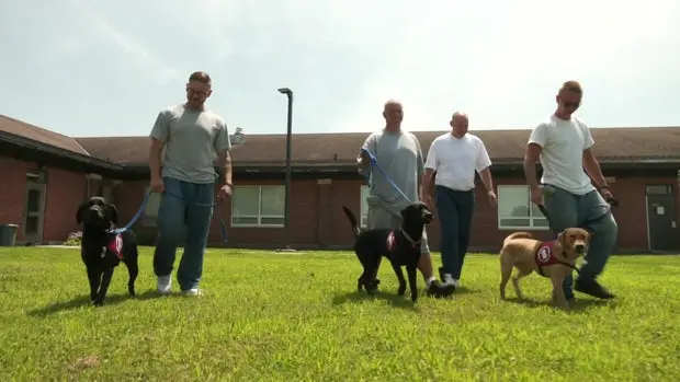Minnesota Inmates Training Puppies to Become Assistance Dogs Minnesota Inmates Training Puppies to Become Assistance Dogs