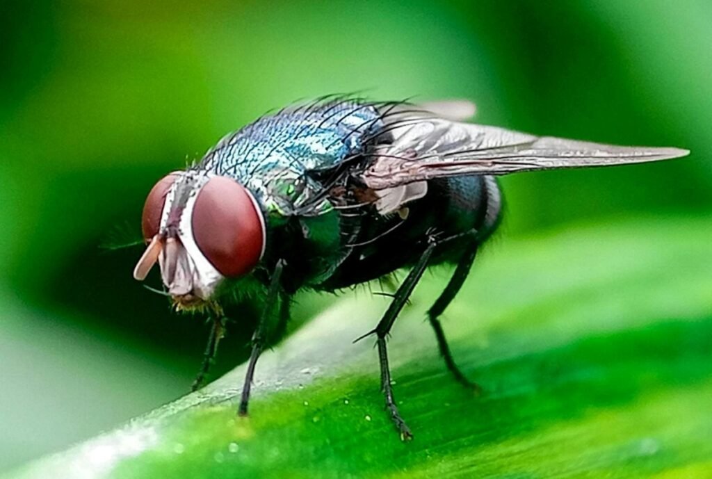 Minnesota on Alert as Flesh-Eating Screwworm Returns