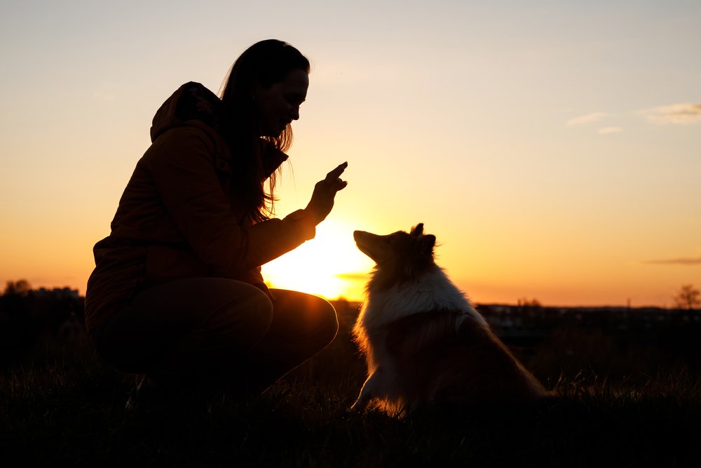 National Train Your Dog Month: A Summary of Activities and Importance