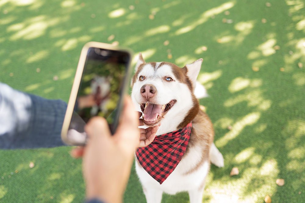National Train Your Dog Month: A Summary of Activities and Importance