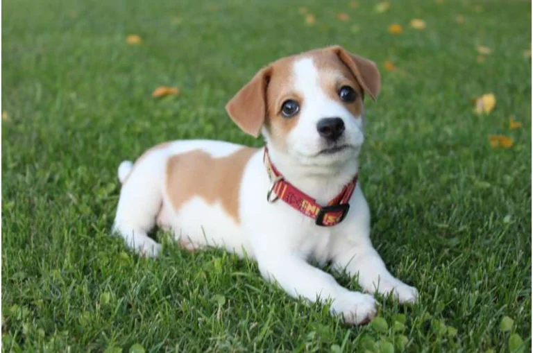new training app could reduce problematic behaviors in dogs