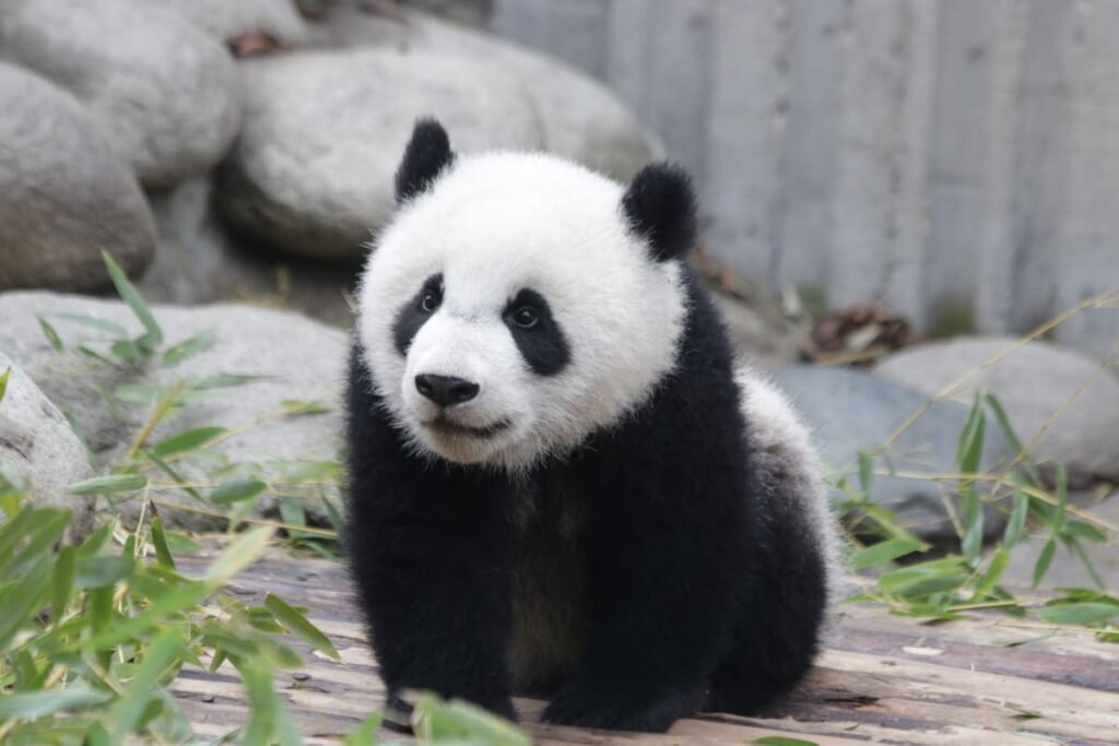 Newborn Panda Cubs Make Their Debut to Public in Absolutely Precious Video