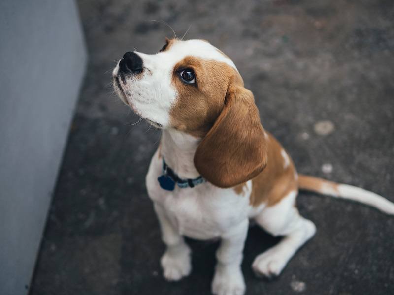 Objective Strategies for Dog Training in Hotels