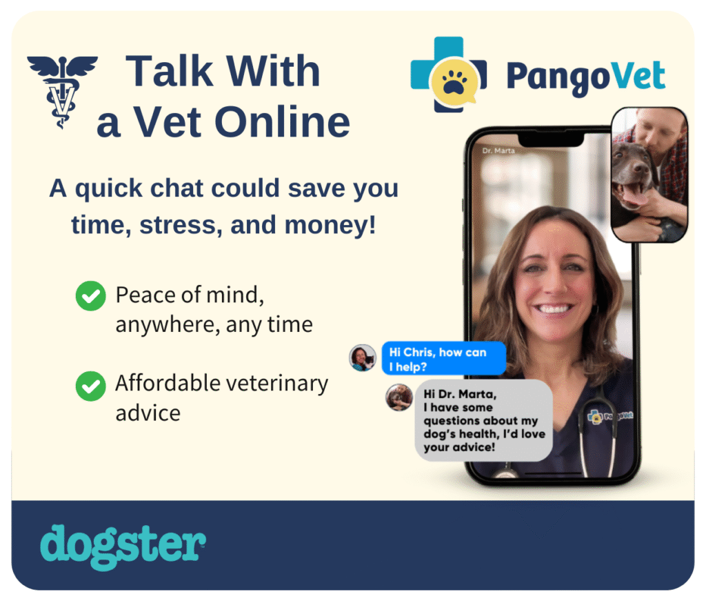 Objective Strategies for Dog Training in Hotels