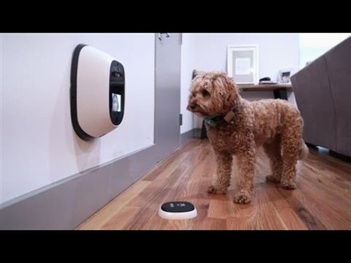 Overview of AI-Powered Devices in Dog Training