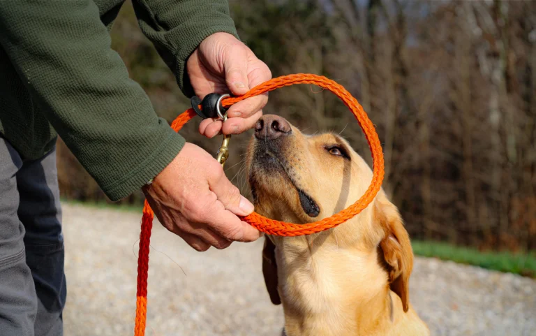 overview of dog training collars for effective canine behavior 5