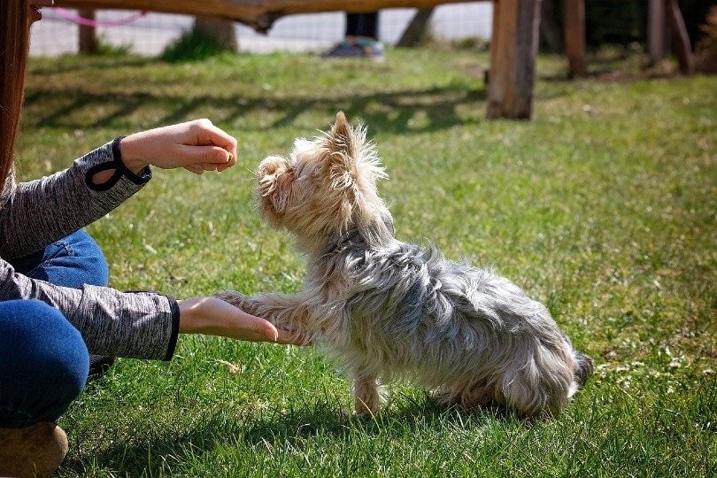 Overview of PetSmart Dog Training: A Valuable Resource for New Dog Owners