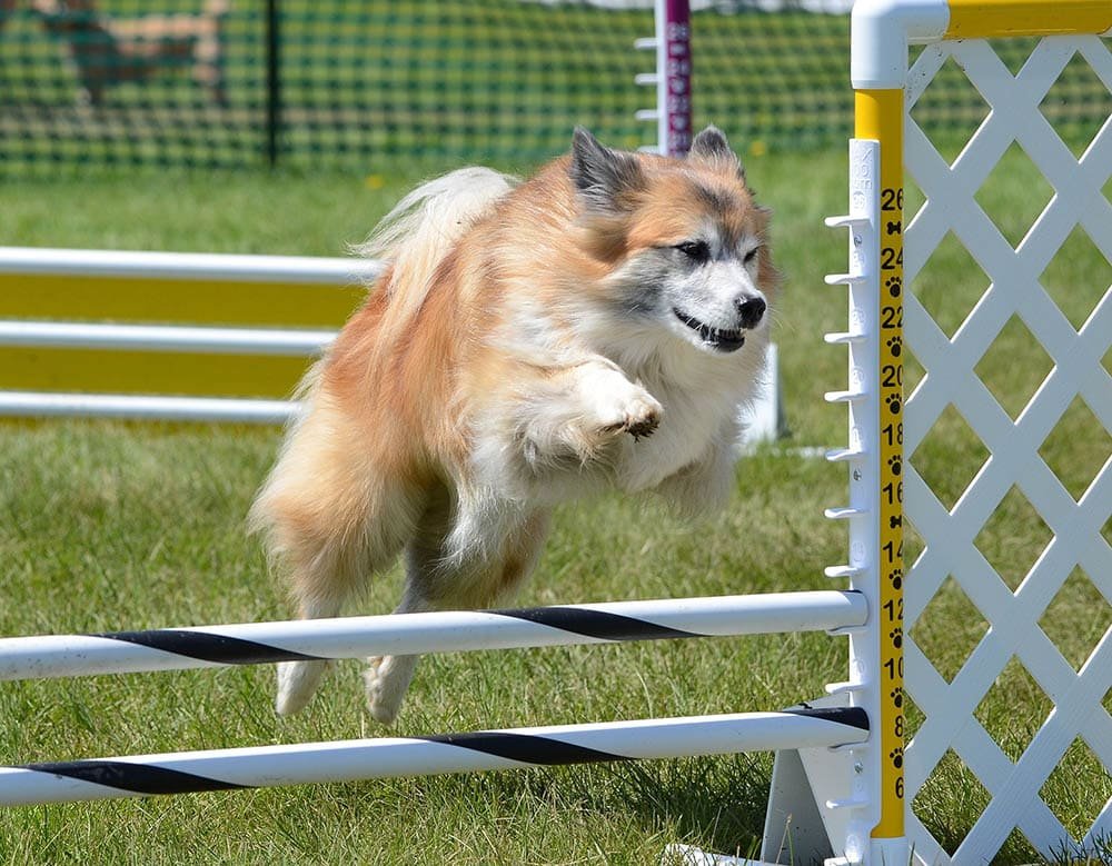Overview of PetSmart Dog Training: A Valuable Resource for New Dog Owners