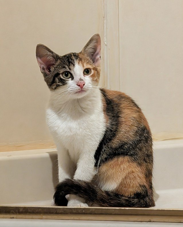 Parking Lot Kittens Searching for Loving Homes