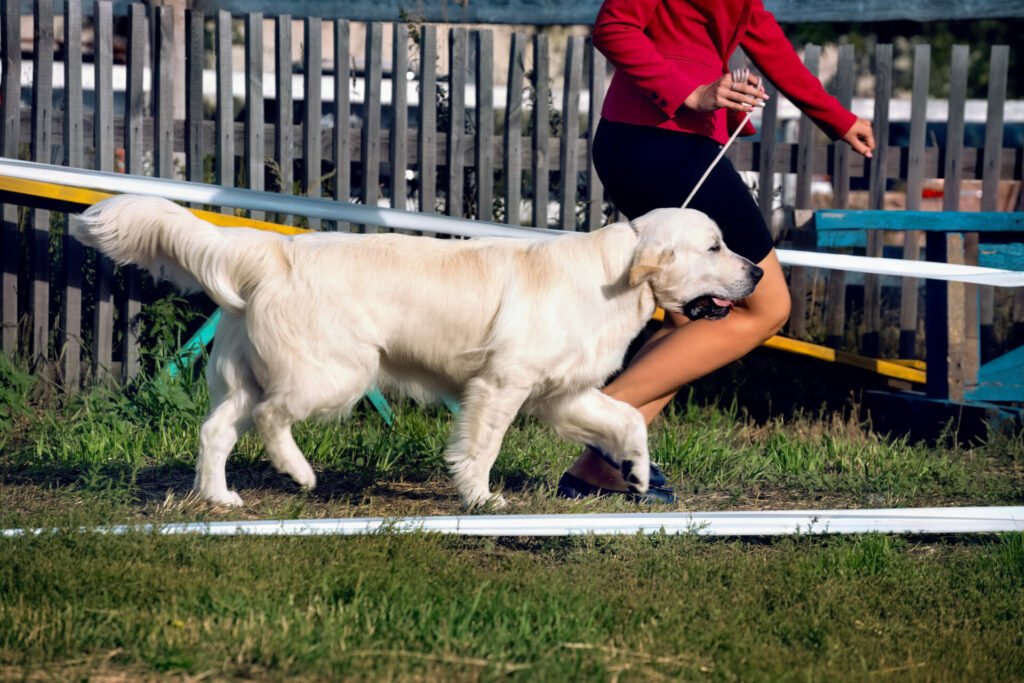 Pet Training Overview: Strengthening the Bond Between Owners and Pets
