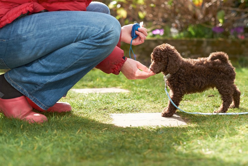 Petco Dog Training Review: An In-Depth Look at Class Offerings and Quality
