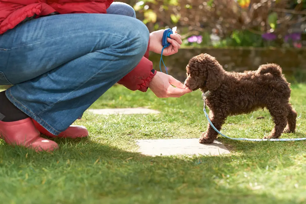Petco Dog Training Review: An In-Depth Look at Class Offerings and Quality