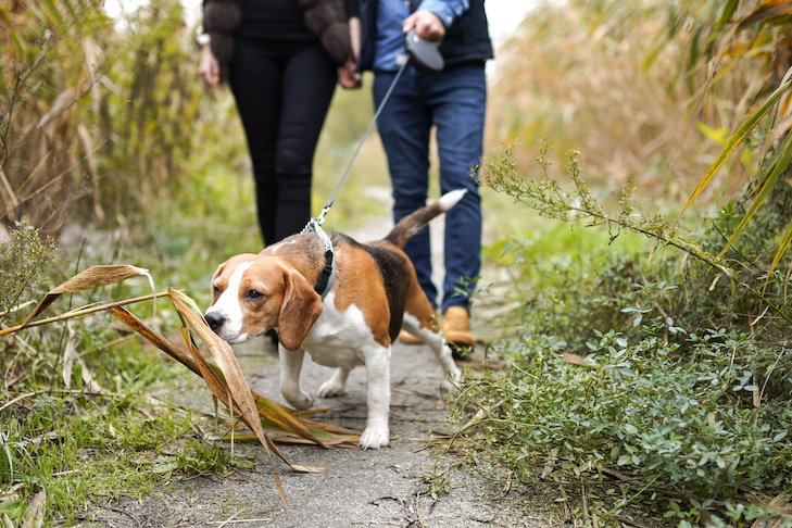 Preparing Dogs for Back-to-School Time: Tips for a Smooth Transition
