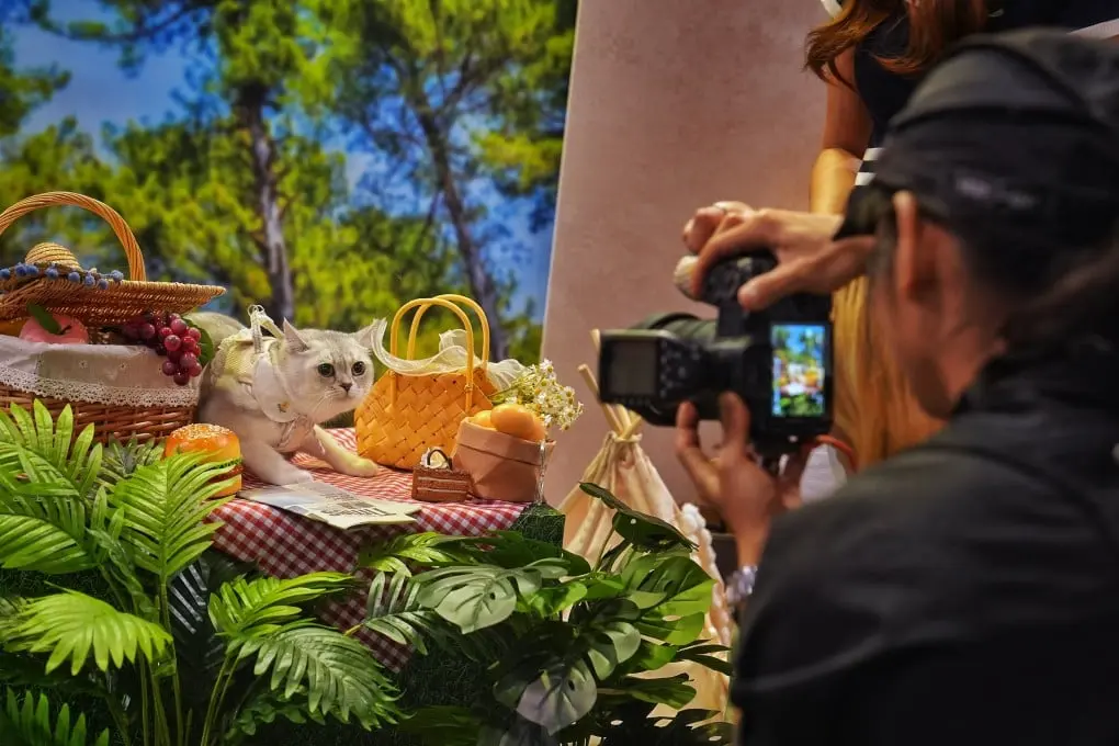 Purr-fect Day for Hong Kong Pet Owners at Cat Expo Purr-fect Day for Hong Kong Pet Owners at Cat Expo