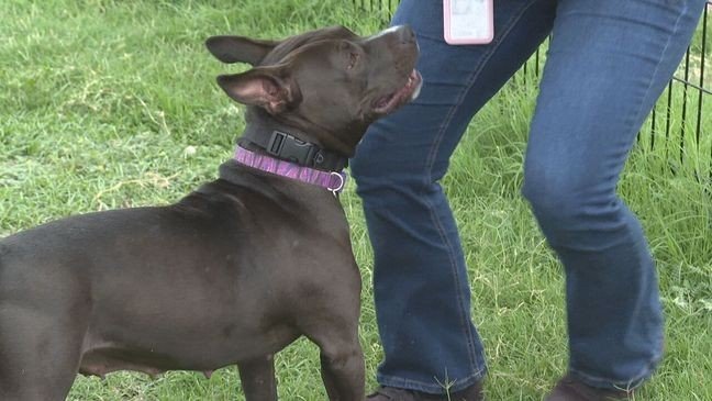 San Antonio Animal Care Services Provides Training for Pet Owners to Manage Behavior