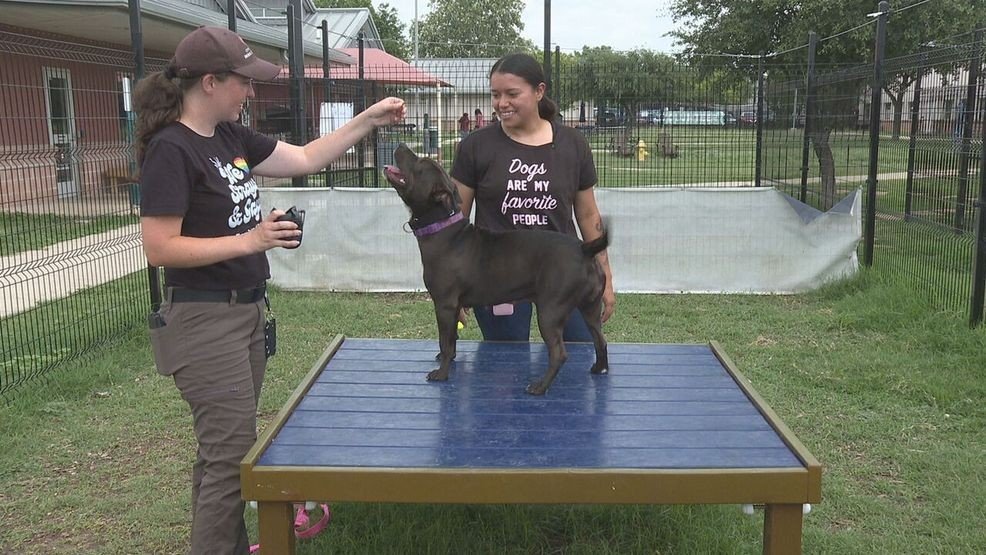 San Antonio Animal Care Services Provides Training for Pet Owners to Manage Behavior