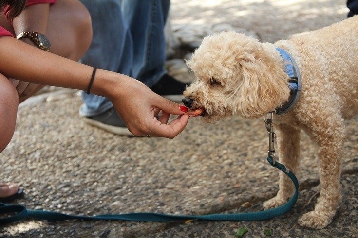 Summary of Best Dog Training Treats for Optimal Canine Training