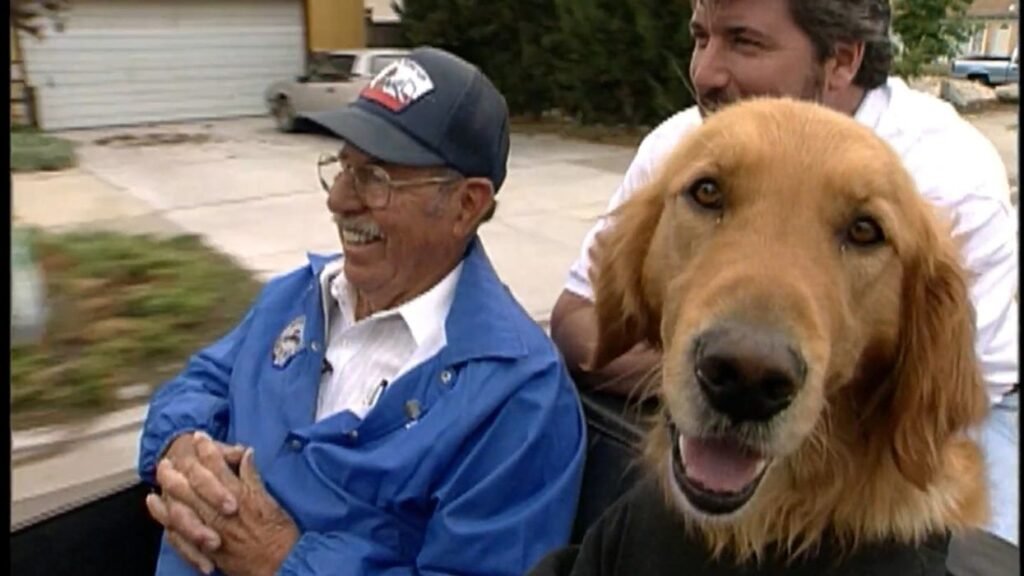 Teaching Purpose: Abandoned Dogs Drive to Find Their Forever Homes