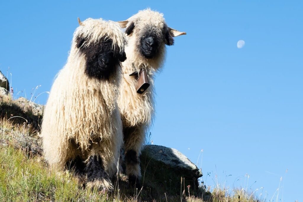 The Heartwarming Moment of a Big, Fluffy Sheep Demanding Cuddles from His Dad