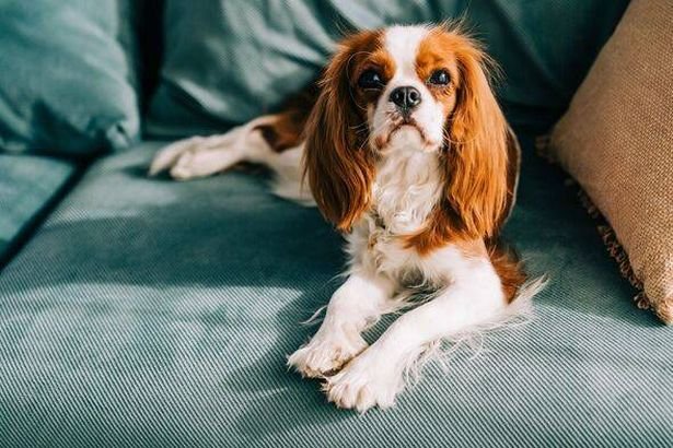 The Least Expensive Dog Breed That Lives Longer Than Other Pets
