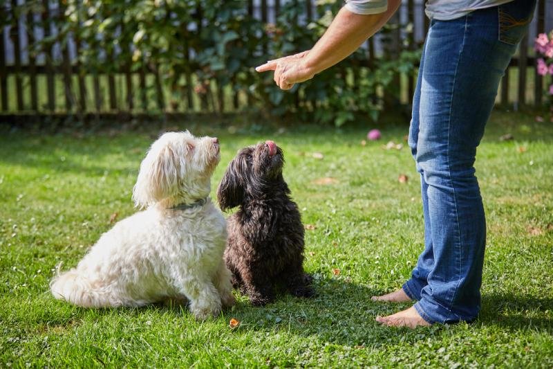 The Rise of Dog-Friendly Restaurants