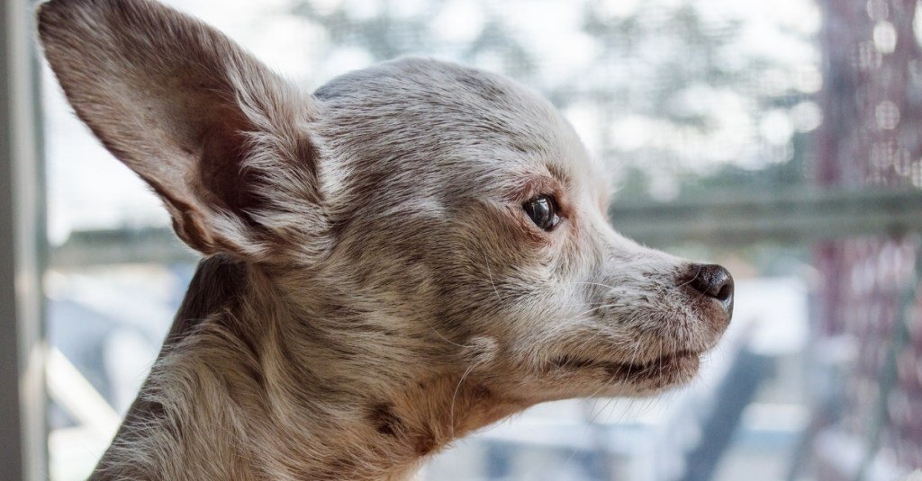 This Chihuahua Ate a Ton of Cocaine and Somehow Lived: A Veterinary Miracle