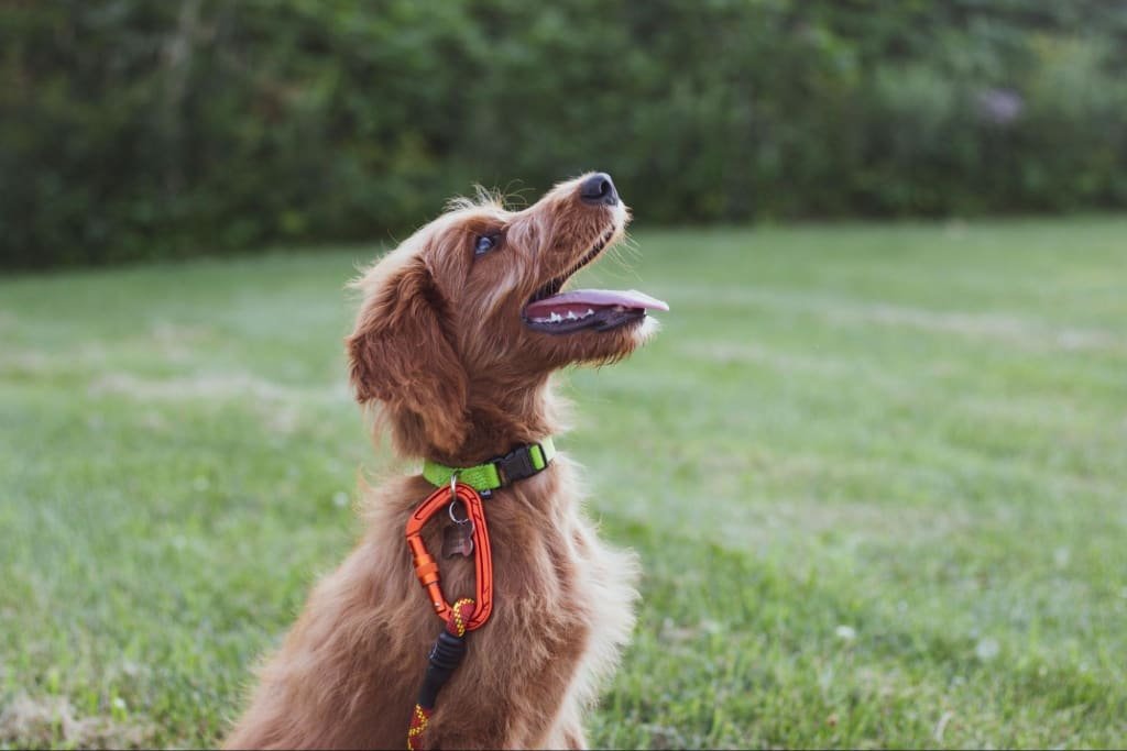 Top Home Dog Trainers in Santa Clarita for Every Pet Parent