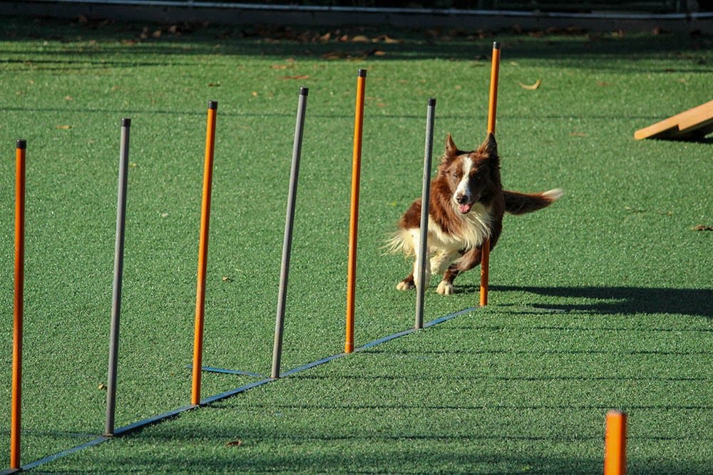 Top Picks for Dog Training Courses to Enhance Your Dogs Behavior