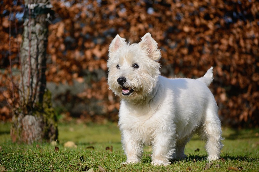 Training Overview for West Highland White Terriers