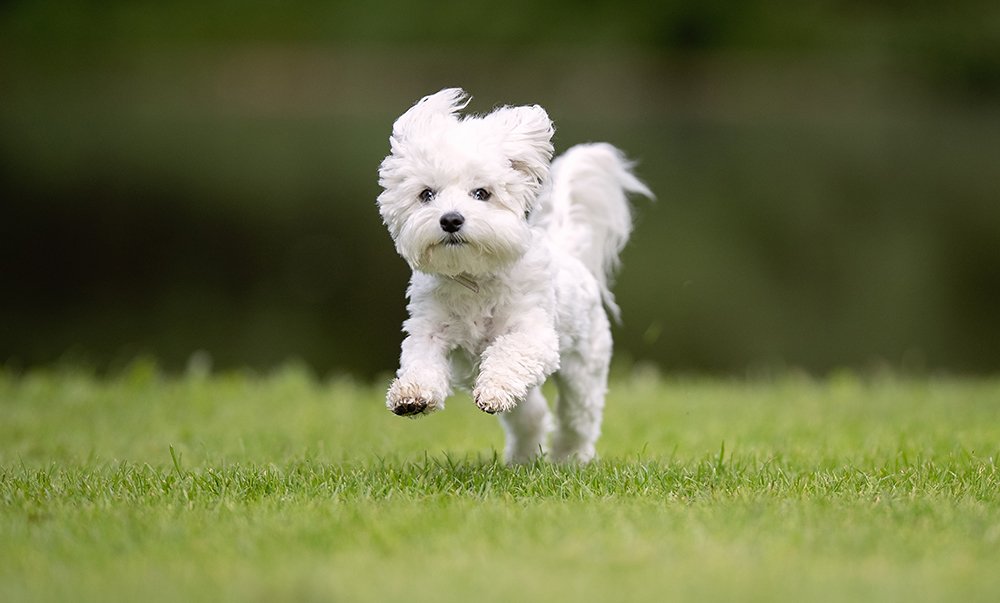 Training Overview for West Highland White Terriers