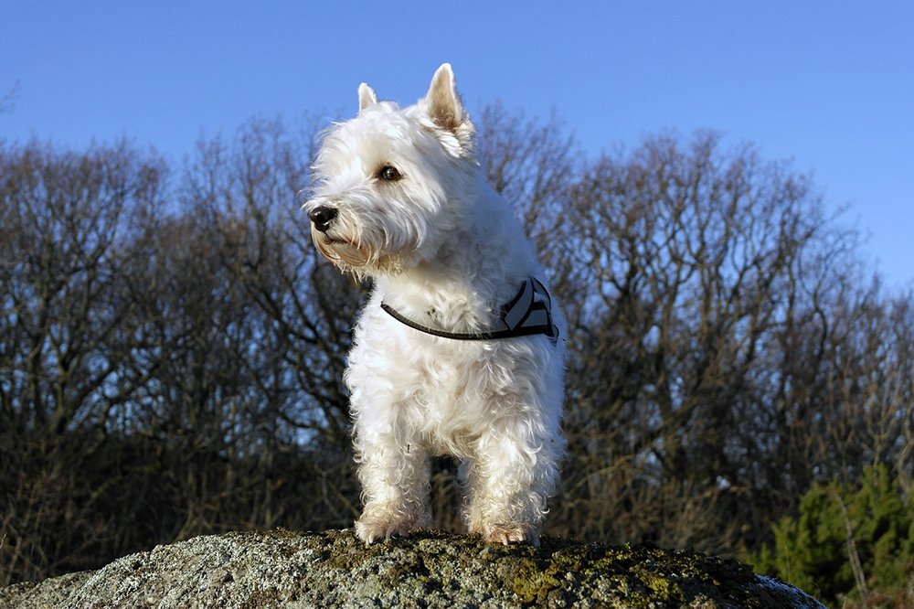 Training Overview for West Highland White Terriers