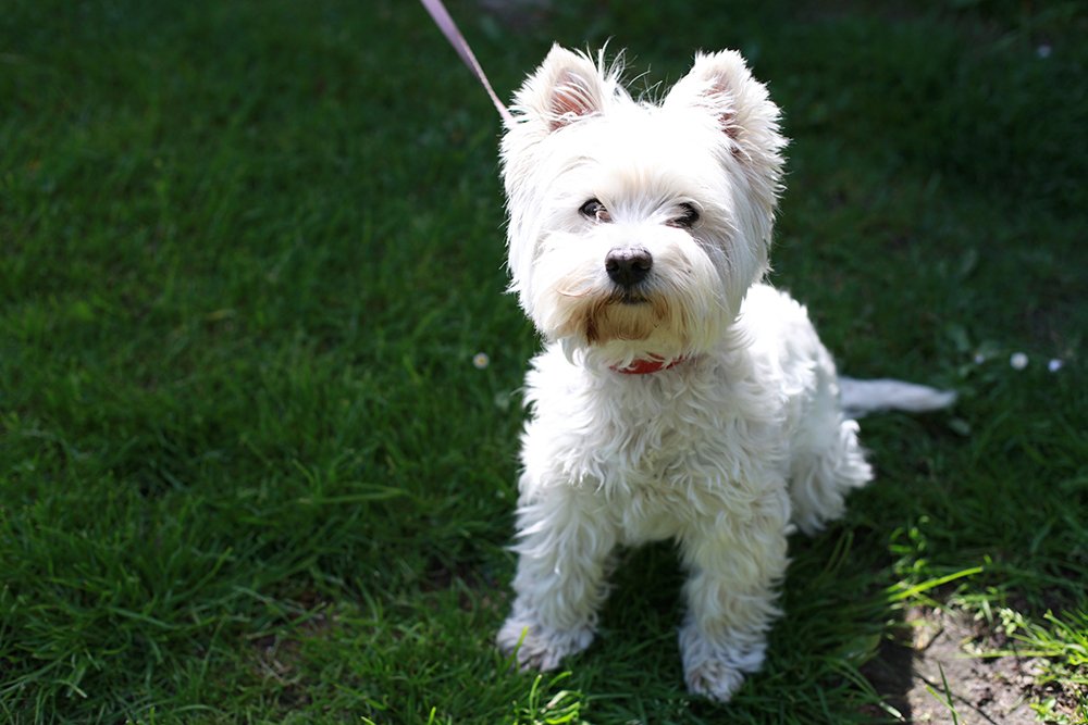 Training Overview for West Highland White Terriers