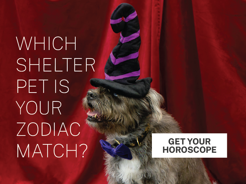 Training Your Dog Benefits Your Pet Friend and the Community