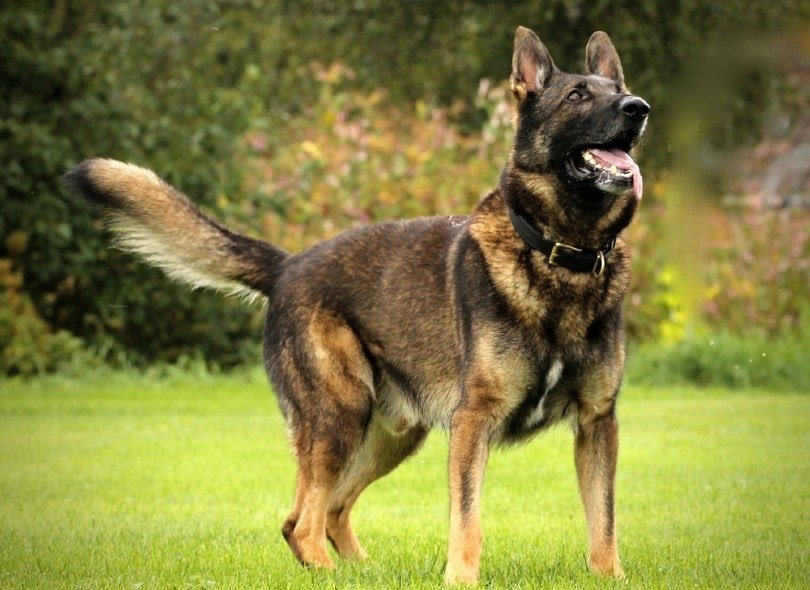 Understanding the Purpose of Training Your German Shepherd as a Guard Dog
