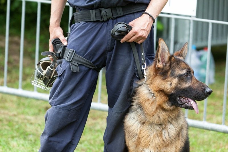 Understanding the Purpose of Training Your German Shepherd as a Guard Dog