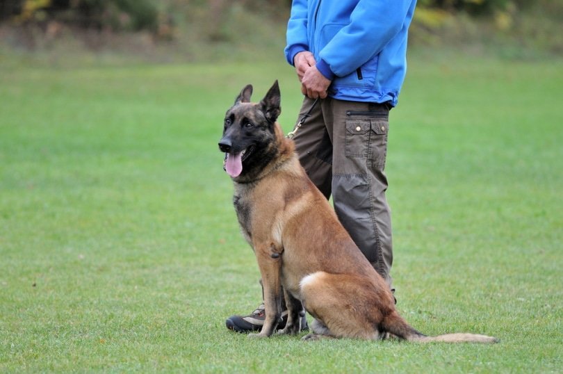 Understanding Training Duration for Service Dogs