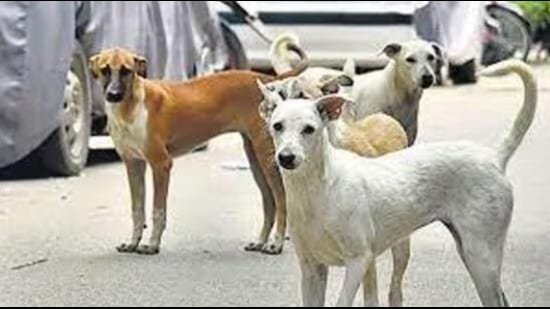 Uttar Pradeshs Efforts to Control the Stray Dog Population and Promote Responsible Pet Ownership
