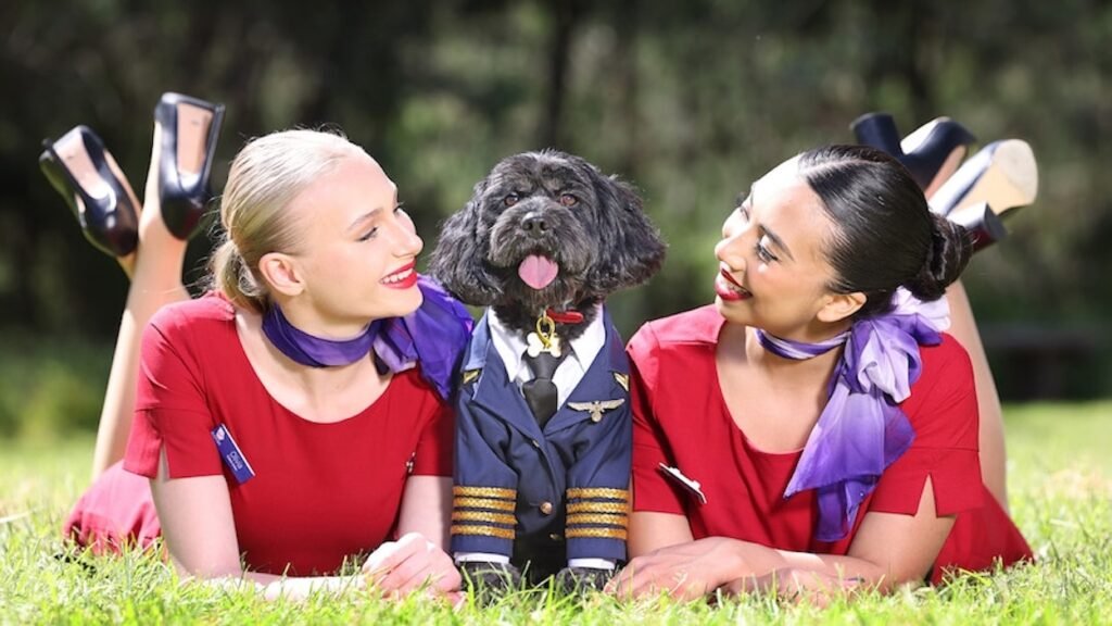 Virgin Australias Policy Change: Pets Allowed in Cabin by Christmas