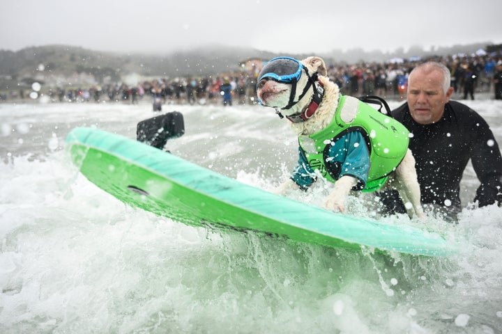 Whos The Top Dog? Wave-Riding Canines Compete In The World Dog Surfing Championships