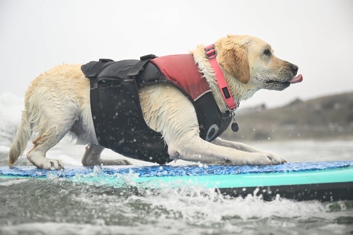 Whos The Top Dog? Wave-Riding Canines Compete In The World Dog Surfing Championships