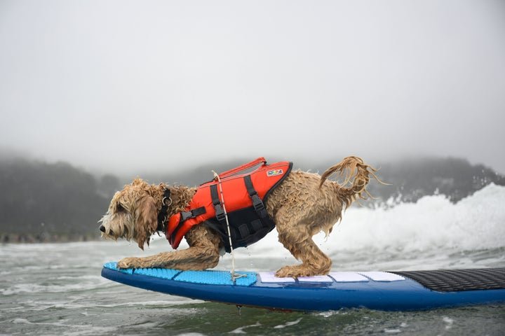 Whos The Top Dog? Wave-Riding Canines Compete In The World Dog Surfing Championships