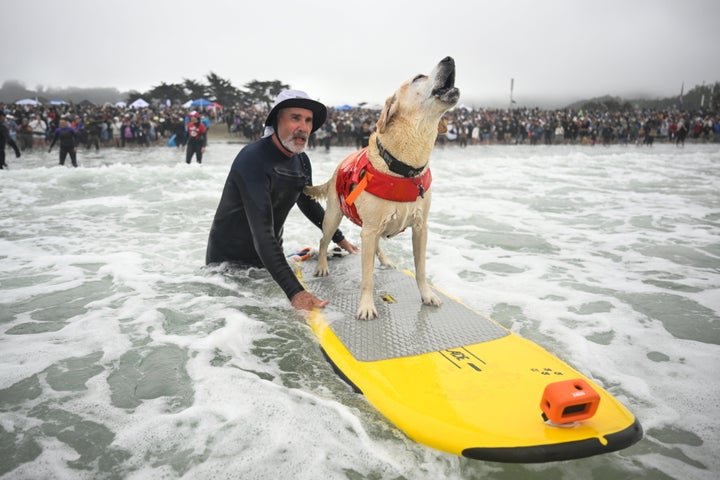 Whos The Top Dog? Wave-Riding Canines Compete In The World Dog Surfing Championships