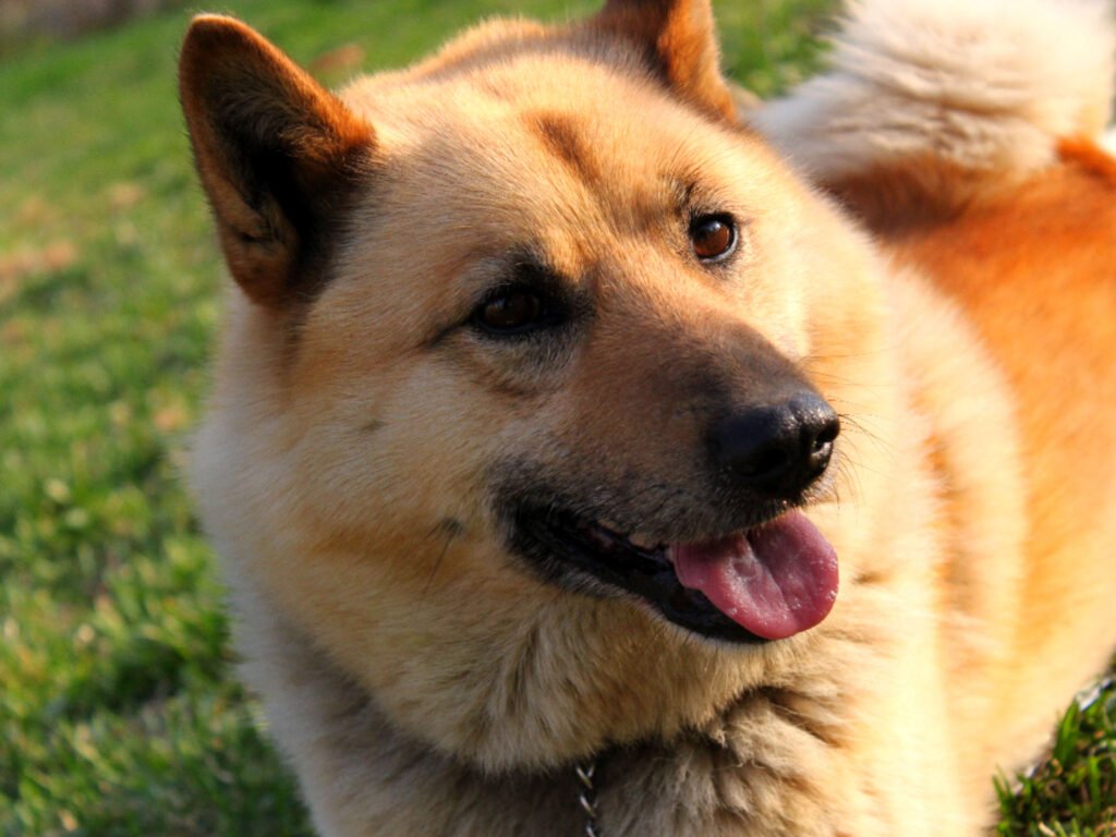 Cockatoo Says What We’re All Thinking in the Funniest TikTok Cockatoo Says What We’re All Thinking in the Funniest TikTok