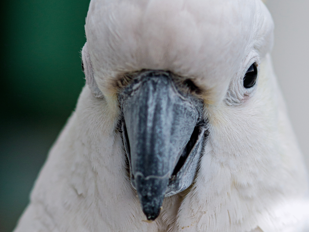Cockatoo Says What We’re All Thinking in the Funniest TikTok Cockatoo Says What We’re All Thinking in the Funniest TikTok
