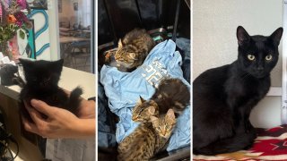 Dan Cosgrove Animal Shelter Assists Abandoned Cats in Need